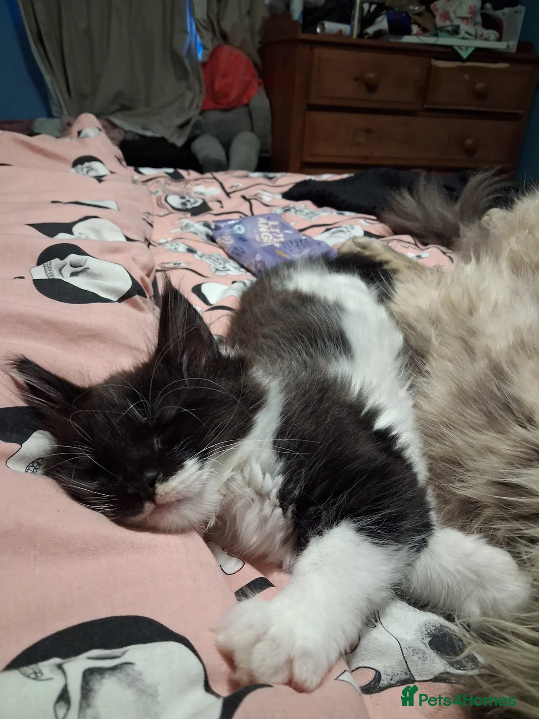 Maine Coon cats for sale: Male Maine coon kitten  in Warwick - Advert 2