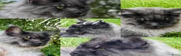 Maine Coon cats for sale: 9 STUNNING BLACK SMOKE MAINE COON CUBS  - Advert 21