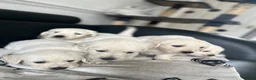 Golden Retriever dogs for sale: KC Pure white golden retriever puppies in Reading - Advert 4