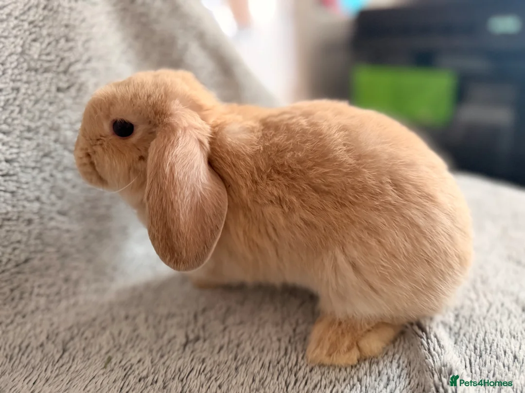 Mini Lop rabbits for sale: Adorable 8-Week-Old Baby Rabbits for Sale 🐰 - Advert 2