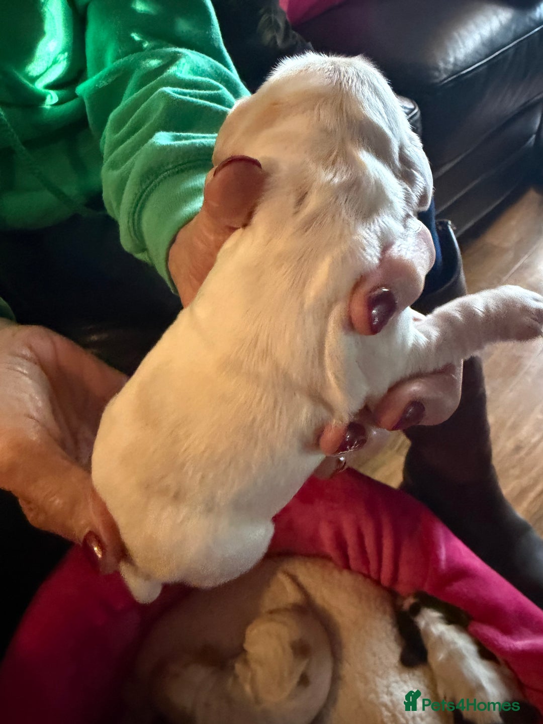 Cocker Spaniel dogs for sale: Show cocker spaniel pups - Advert 39