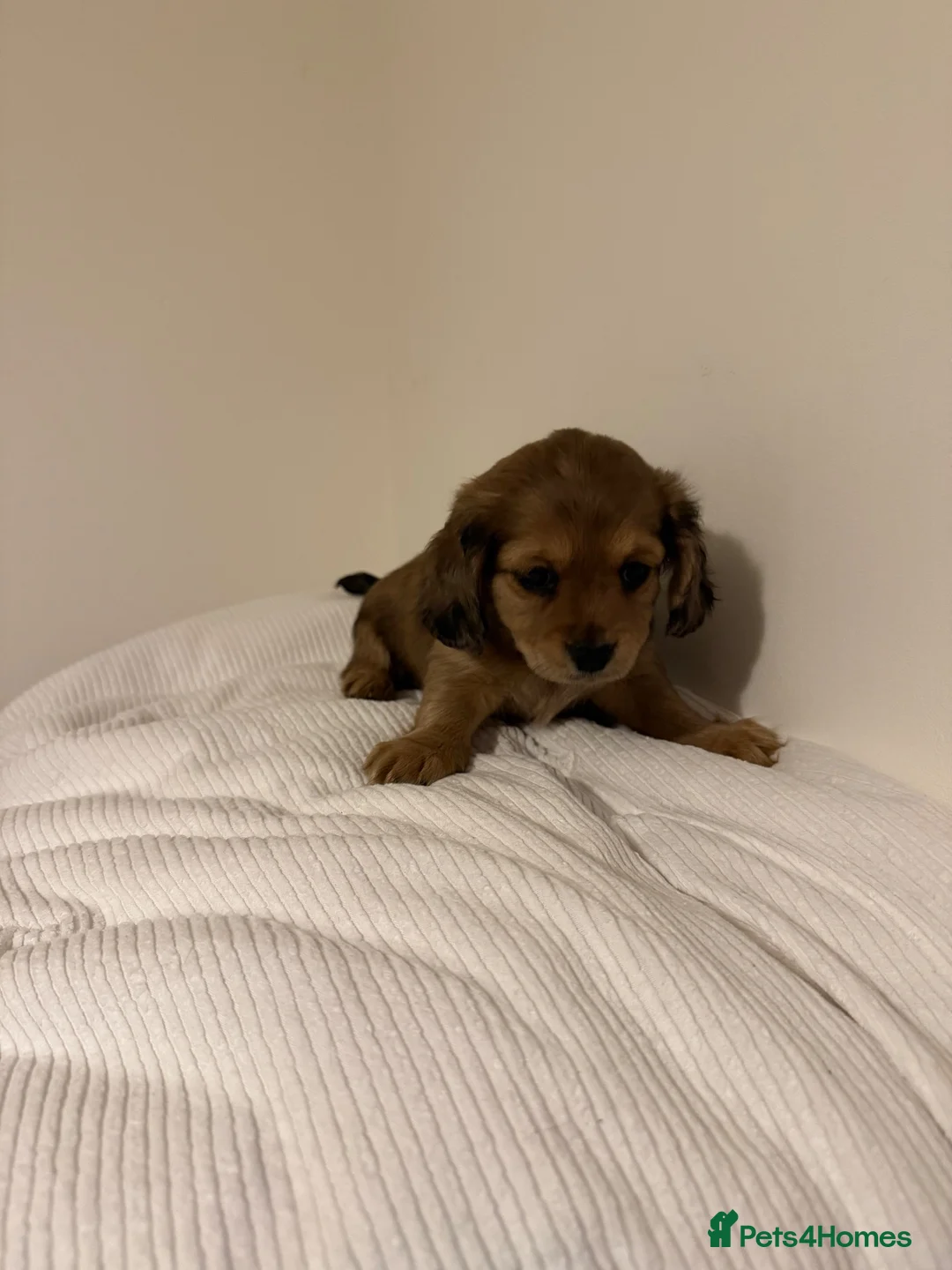 Mixed Breed dogs for sale: Miniature Dachshund x Maltese  - Advert 2