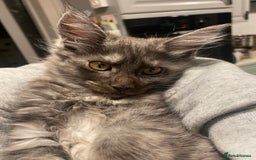Maine Coon cats for sale: Maine Coon kittens for sale  - Image 12