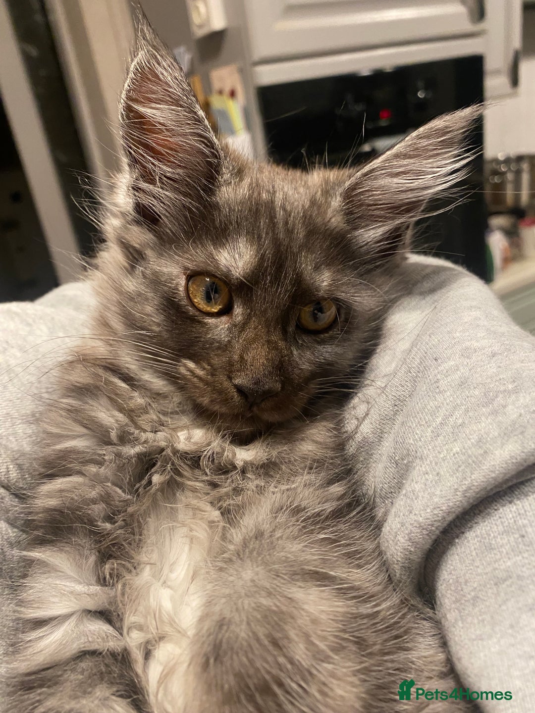 Maine Coon cats for sale: Maine Coon kittens for sale  - Image 12