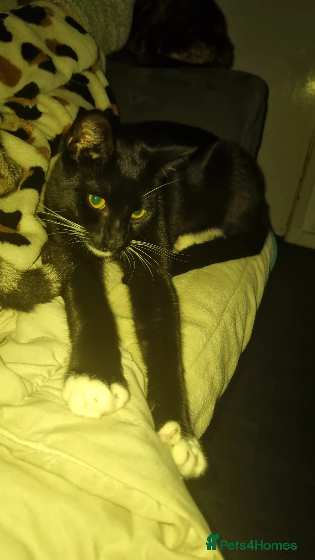 Domestic Shorthair cats for sale: Lovely Black & White Male Kitten - Advert 5