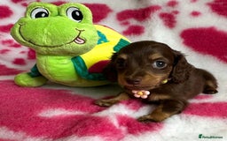 Miniature Dachshund dogs for sale: Beautiful mini long haired pups available  - Image 15