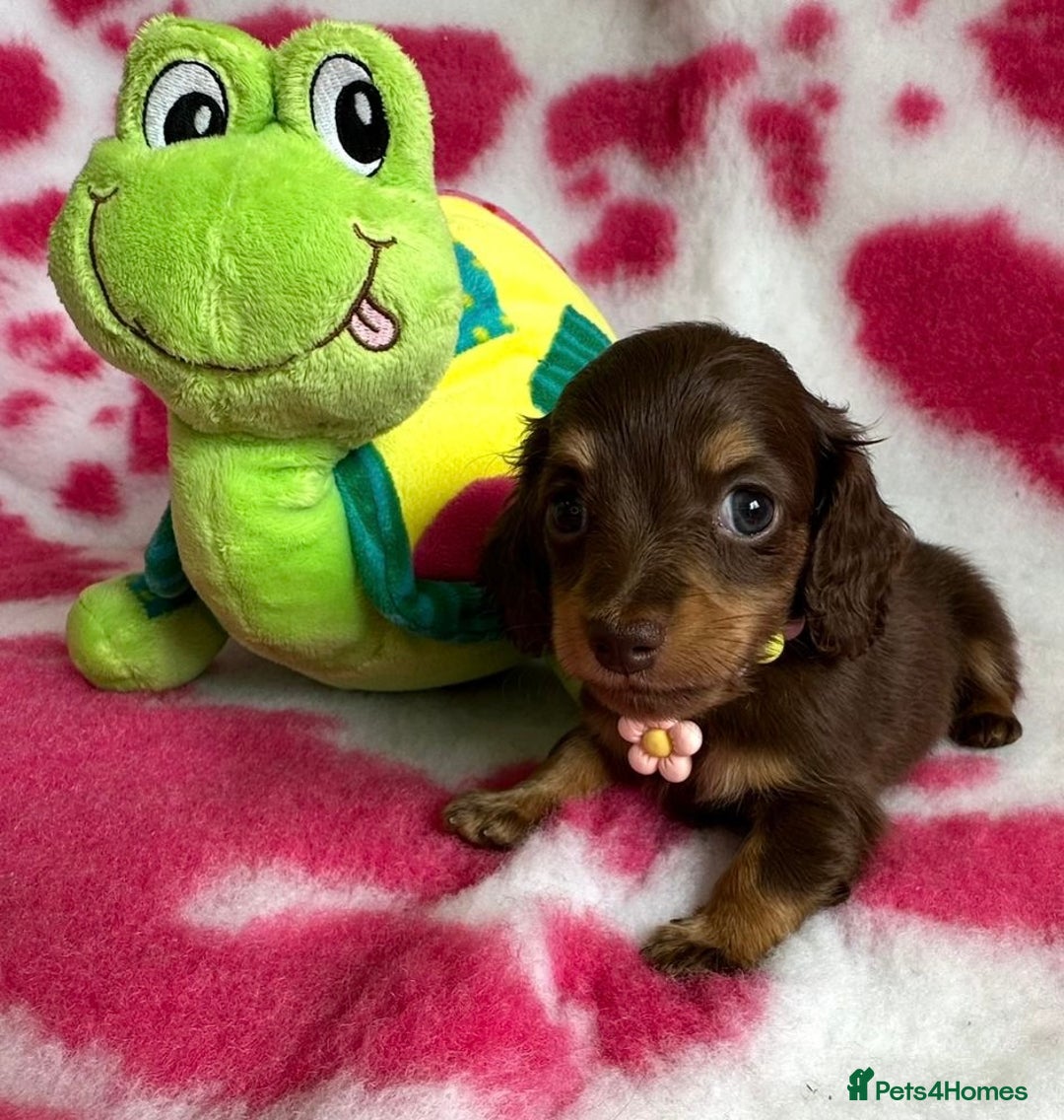 Miniature Dachshund dogs for sale: Beautiful mini long haired pups available  - Image 15