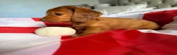 Miniature Dachshund dogs for sale: 2 puppies left, ready to leave  - Advert 5