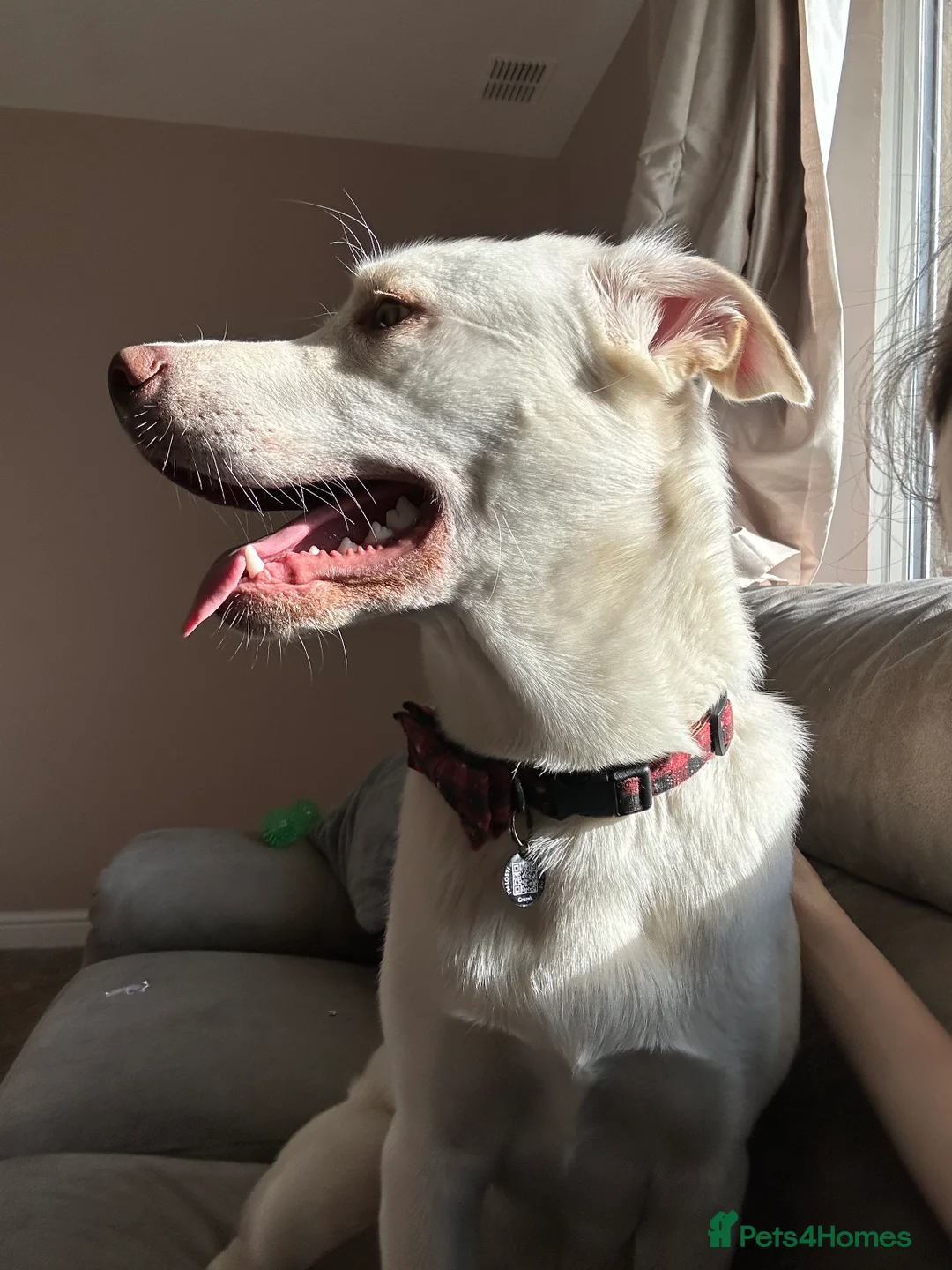 Mixed Breed dogs for sale: Ralphie in Skegness - Advert 4