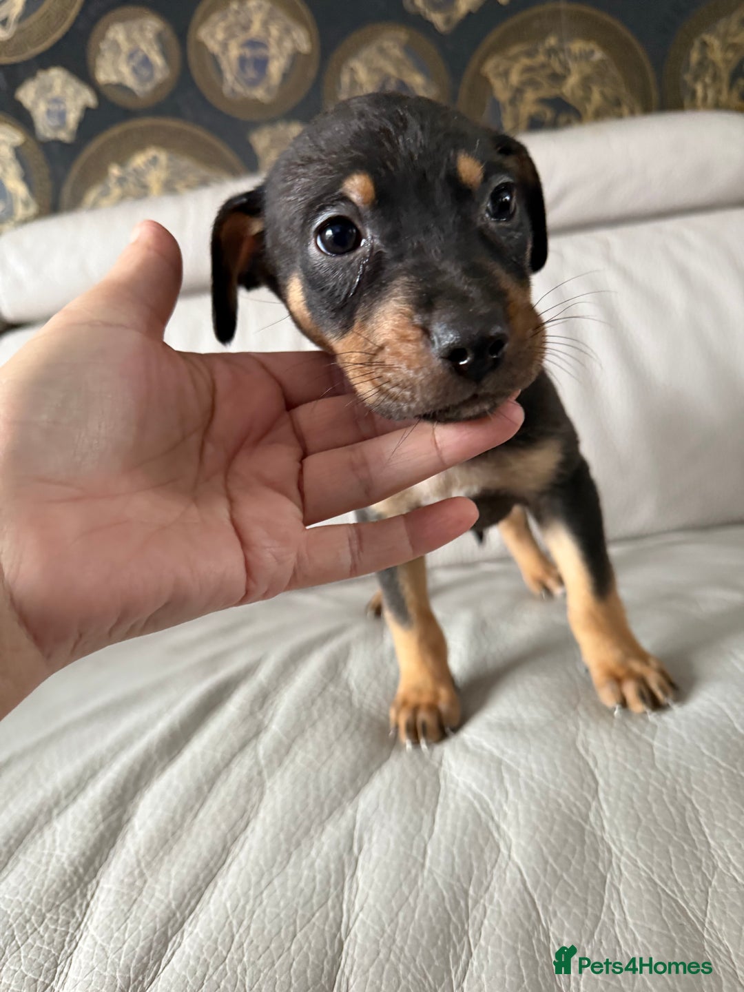 Mixed Breed dogs for sale: Mixed German Shepard ridgeback  - Image 7