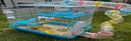 Hamster rodents for sale: Syrian Dwarf Hamster in Marlborough - Advert 3