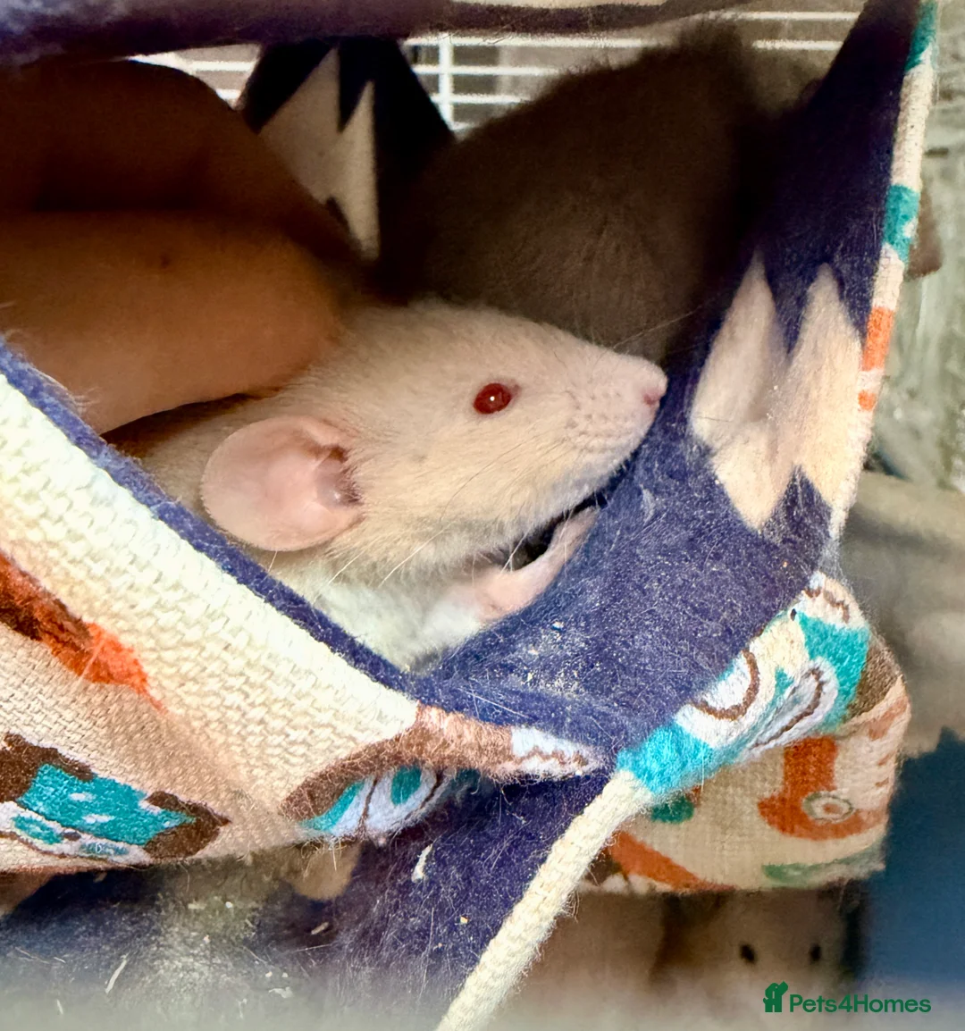 Rat rodents for sale: 5 weeks Adorable & Friendly Baby Fancy Rats - Advert 18