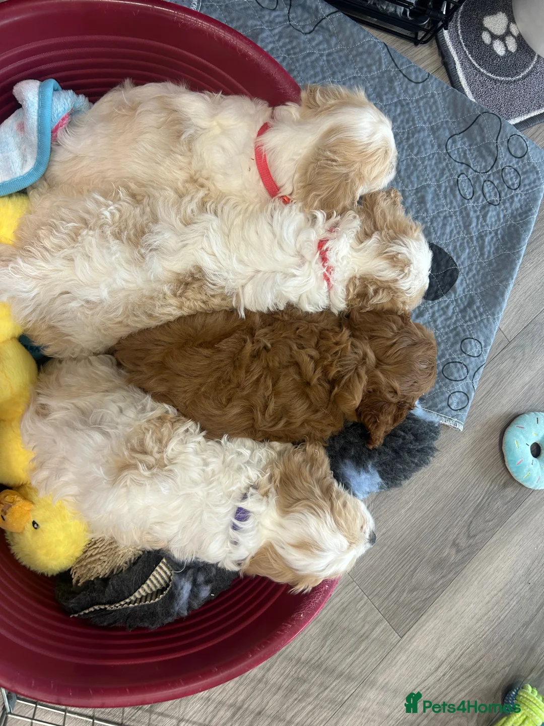Cavapoo dogs for sale: F1 Cavapoo’s ready for new homes-1 boy & 3 girls - Advert 2