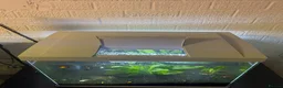 Axolotl reptiles for sale: 90L Tropical fish tank with Fish & Plants - Advert 3