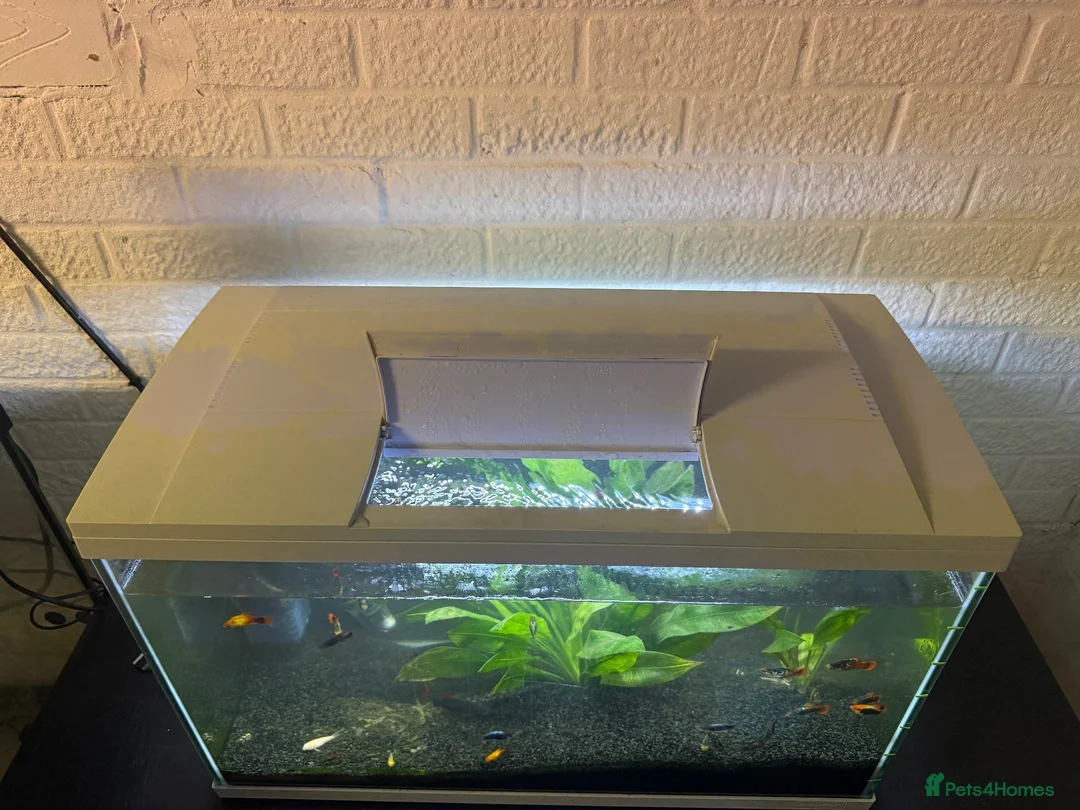 Axolotl reptiles for sale: 90L Tropical fish tank with Fish & Plants - Advert 3