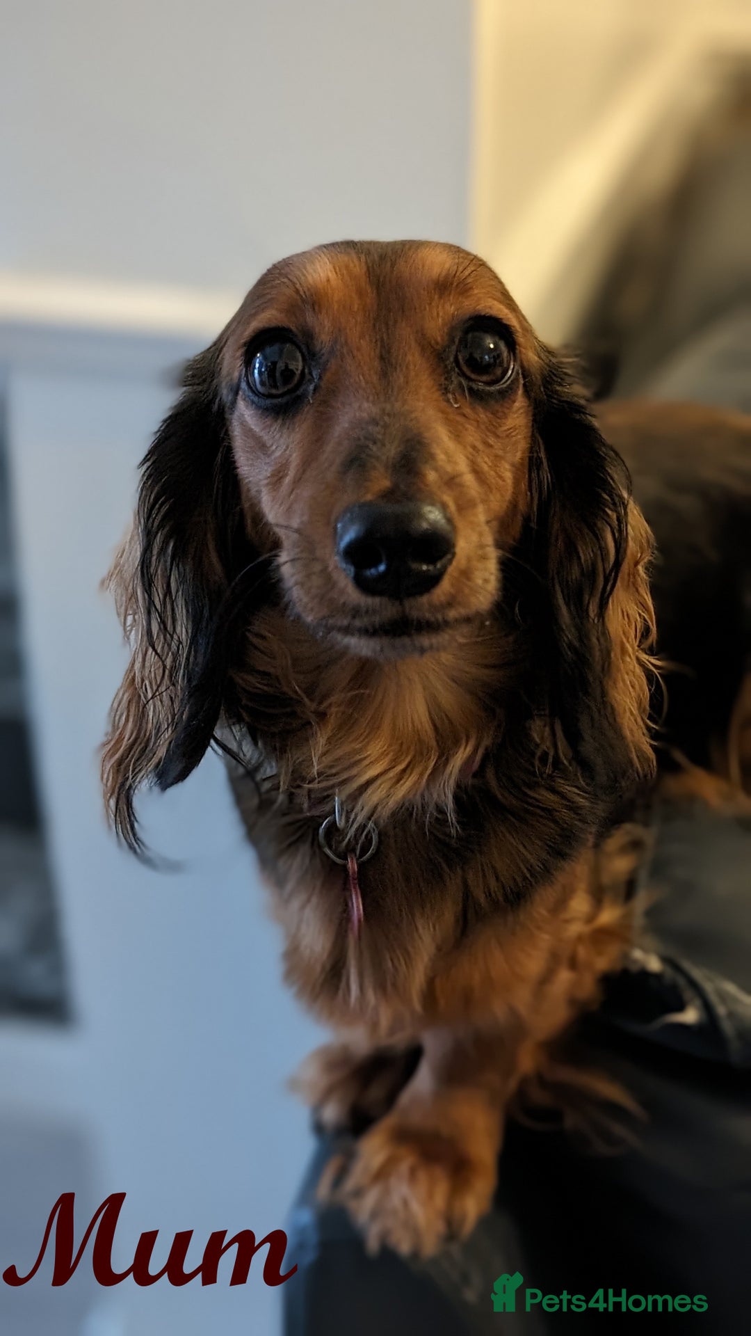 Miniature Dachshund dogs for sale: Miniature Longhaired Dachshunds - Image 7