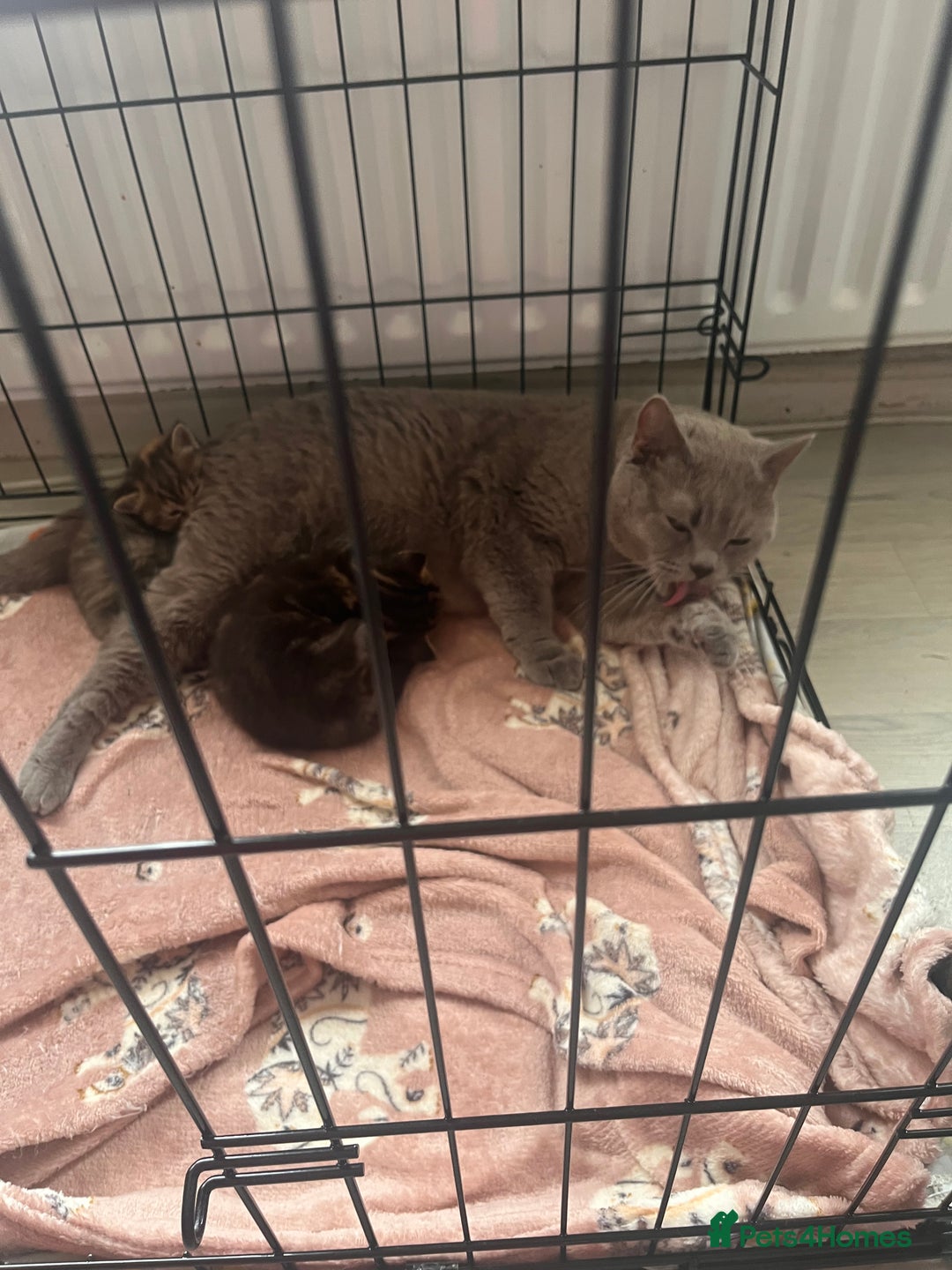 British Shorthair cats for sale: british shorthair kittens available  - Image 1
