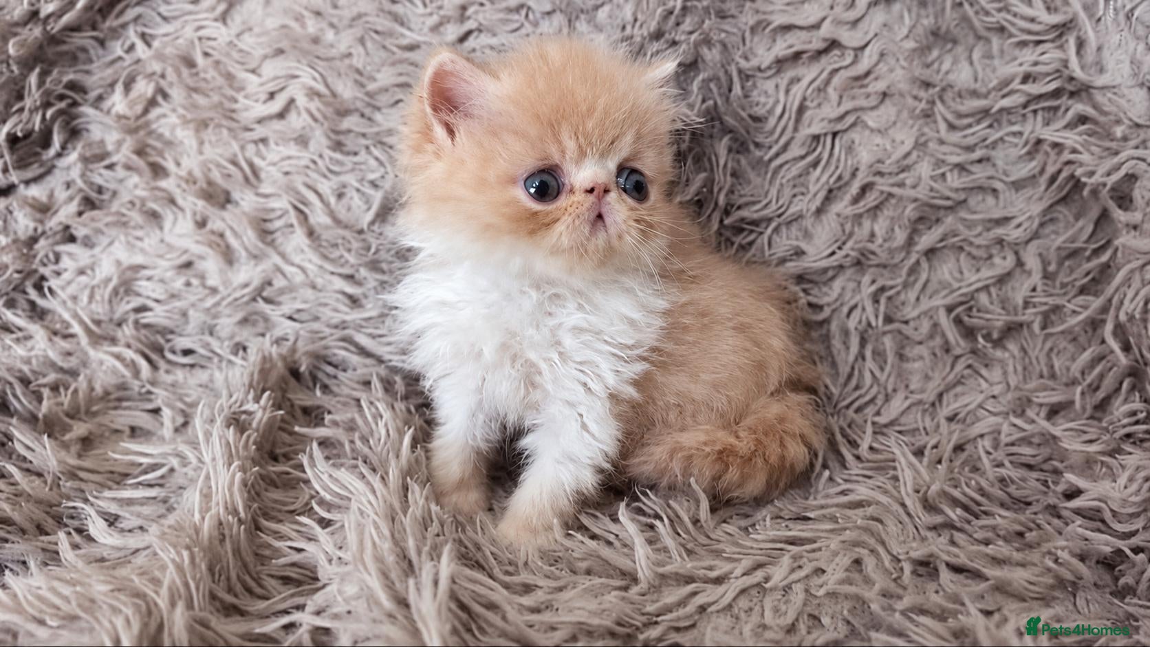 Persian cats for sale: Persian kittens - Advert 1