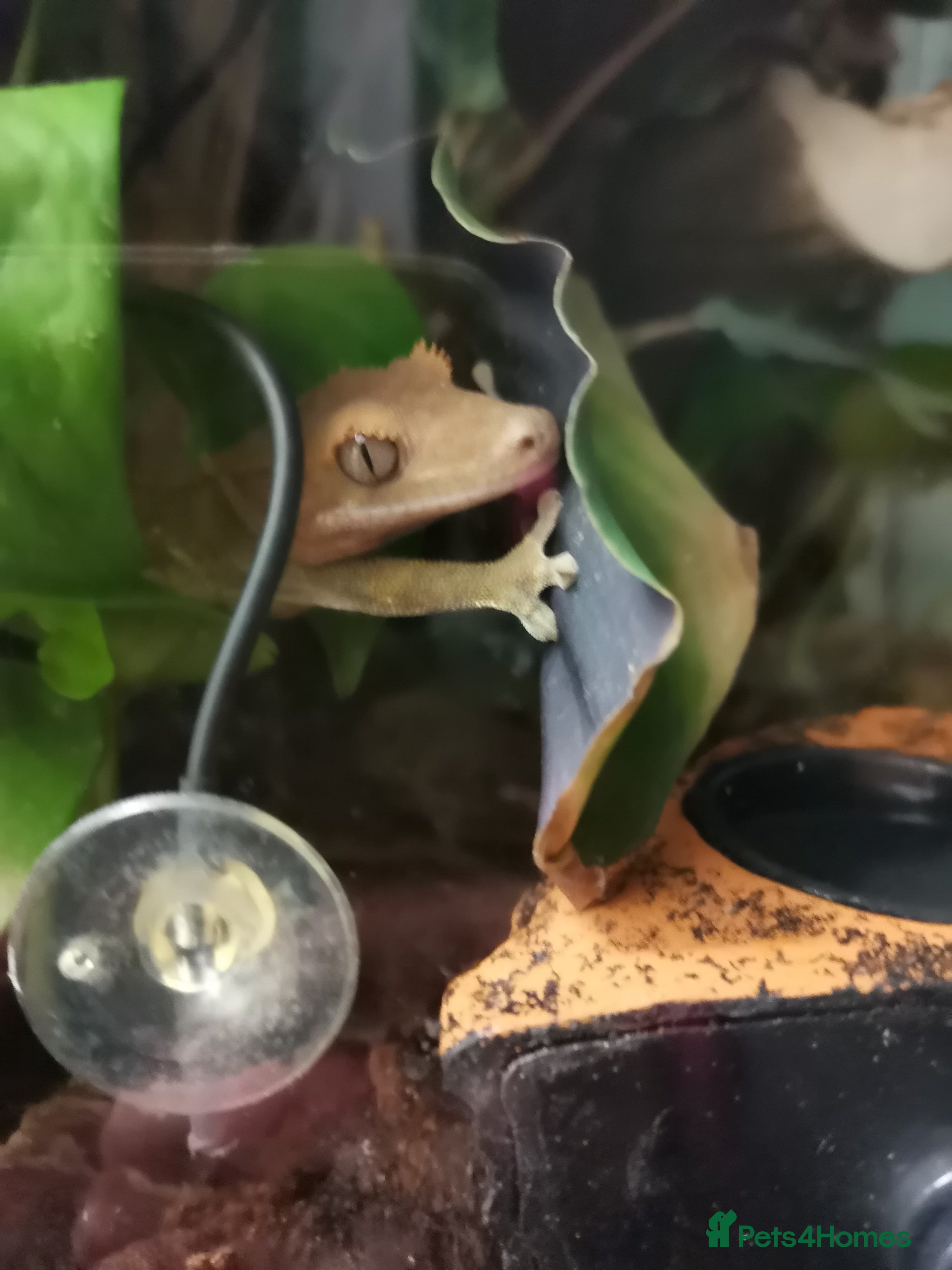 Gecko reptiles Crested Gecko male 9/10 months old - Advert 3