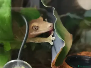 Gecko reptiles Crested Gecko male 9/10 months old - Advert 3