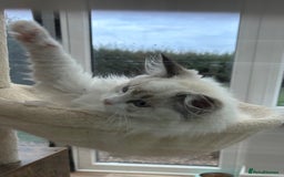 Ragdoll cats for sale: Seal lynx boy. GCCF reg. champion lines - Image 6