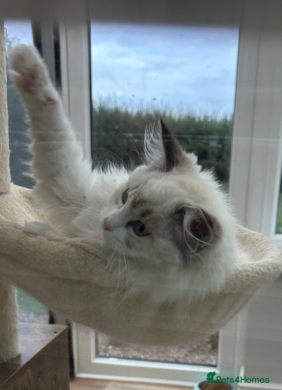 Ragdoll cats for sale: Seal lynx boy. GCCF reg. champion lines - Image 6