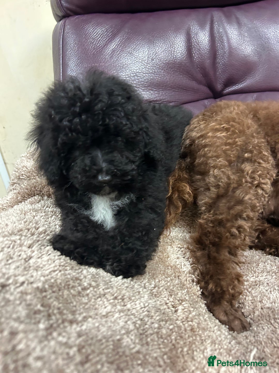 Miniature Poodle dogs for sale: Miniature poodle  - Advert 2