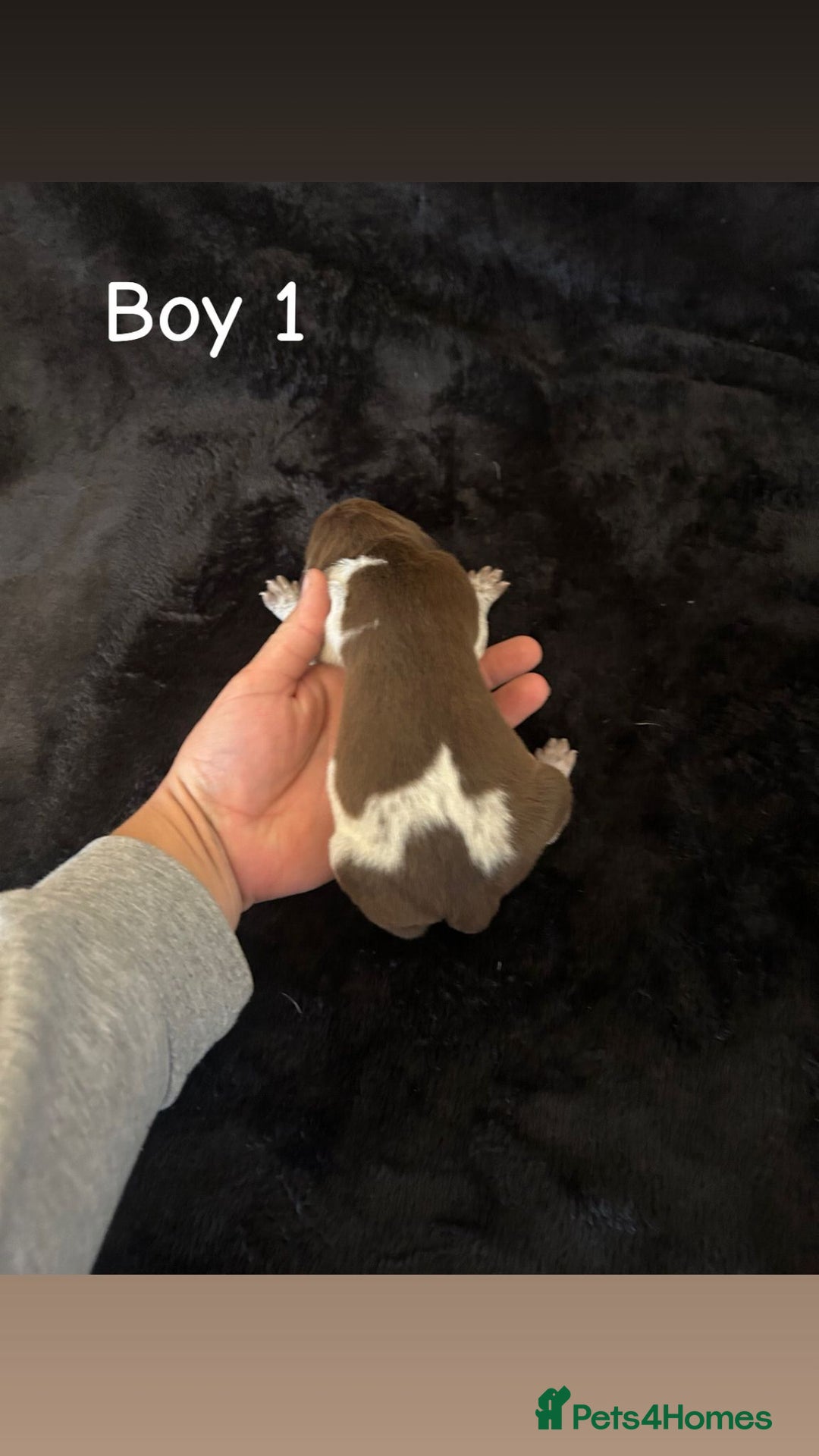 German Shorthaired Pointer dogs for sale: Beautiful pointer puppies - Image 5