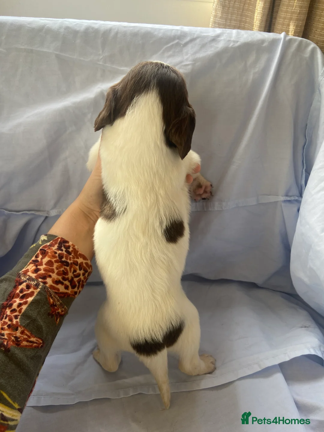 Cocker Spaniel dogs for sale: Working type Cocker Spaniel Puppies 🐶🐾  - Advert 6