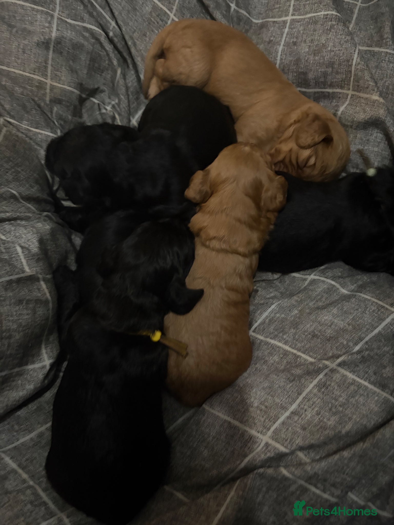 Cockapoo dogs 🩷F1B COCKAPOOS🩷 - Advert 4