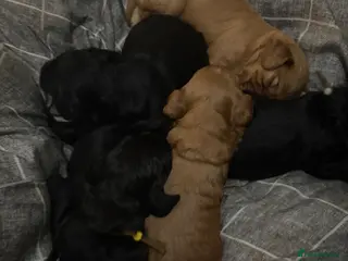 Cockapoo dogs 🩷F1B COCKAPOOS🩷 - Advert 4