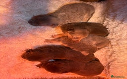 German Shepherd dogs for sale: Working KC GSD German shepherd puppies  - Image 26