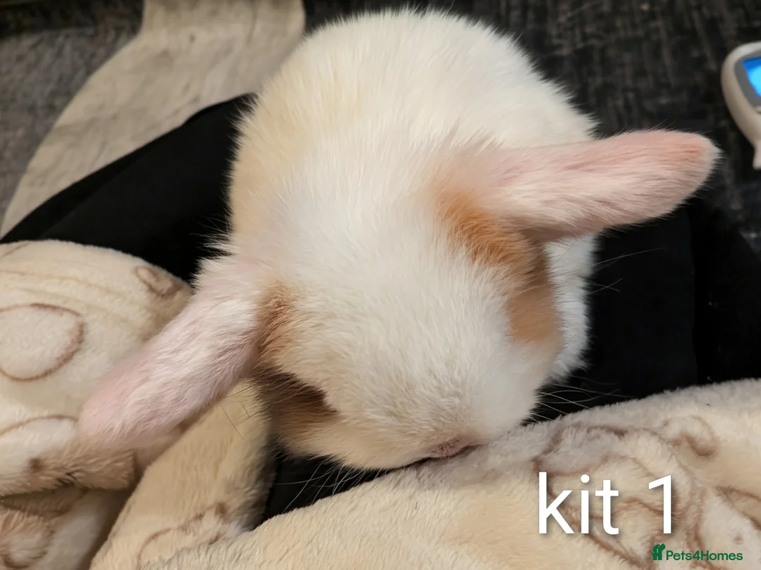 Mini Lop rabbits for sale: Pure bred mini lops (indoor only) - Advert 2