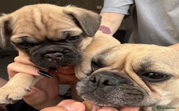 French Bulldog dogs for sale: FRENCH BULLDOG PUPPIES , THOROUGHBRED  - Image 17