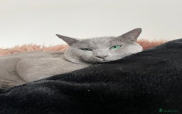 Russian Blue cats for stud: PURE RUSSIAN BLUE STUD  in London - Image 2