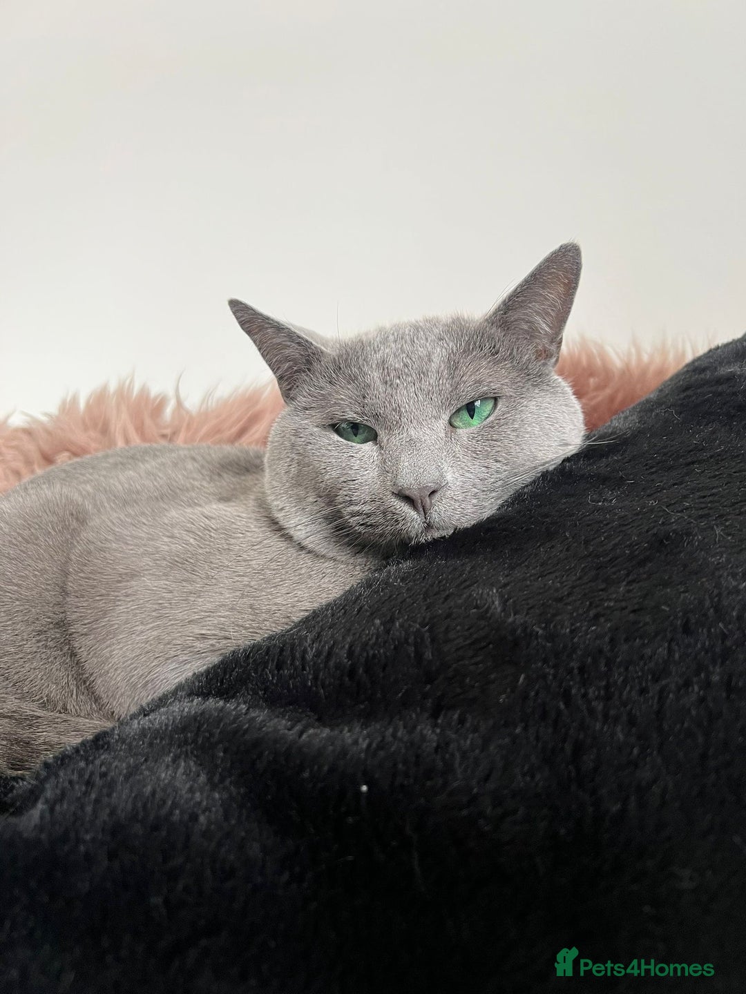 Russian Blue cats for stud: PURE RUSSIAN BLUE STUD  in London - Image 2