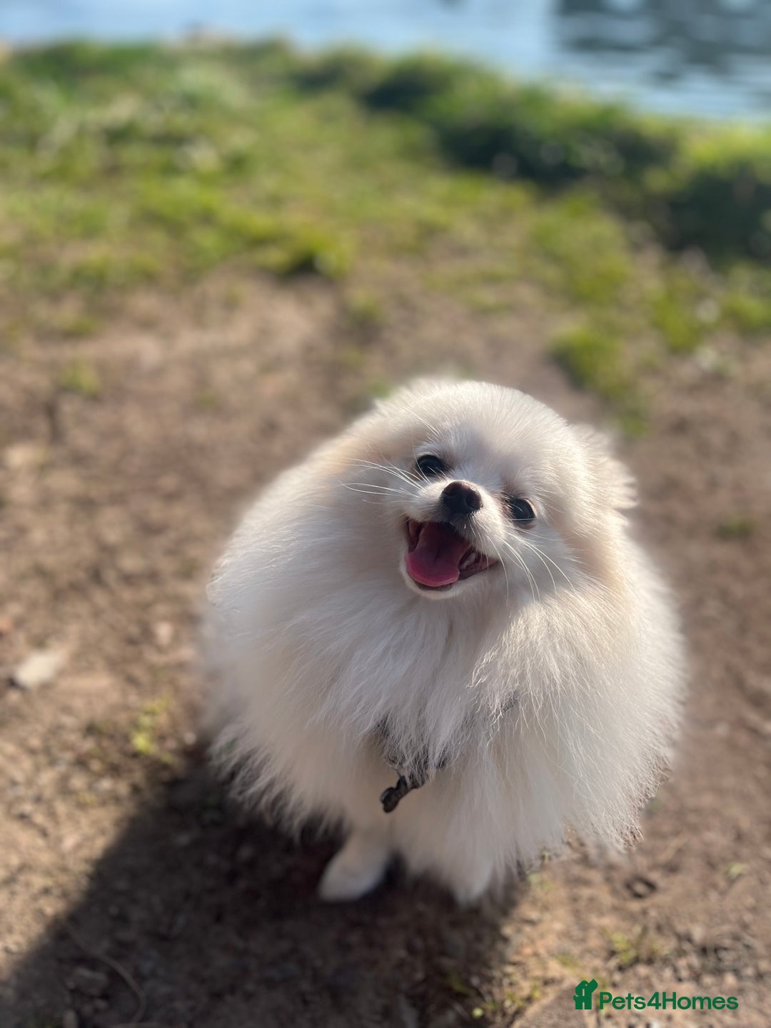Pomeranian dogs for sale: 2 male Pomeranian puppies. 1 orange sable, 1 cream - Image 14