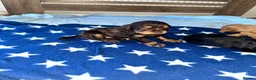 Cocker Spaniel dogs for sale: ** Show Cocker Spaniel Pups ** - Advert 1
