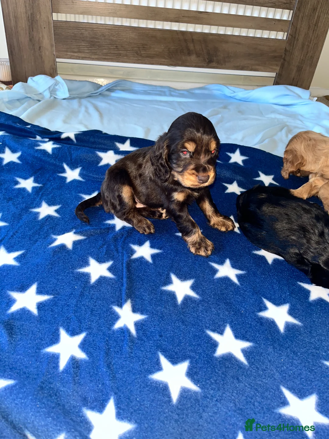 Cocker Spaniel dogs for sale: ** Show Cocker Spaniel Pups ** - Advert 1