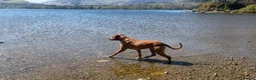 Rhodesian Ridgeback dogs for sale: KC RHODESIAN RIDGEBACK PUPPIES FOR SALE  in Carlisle - Advert 15