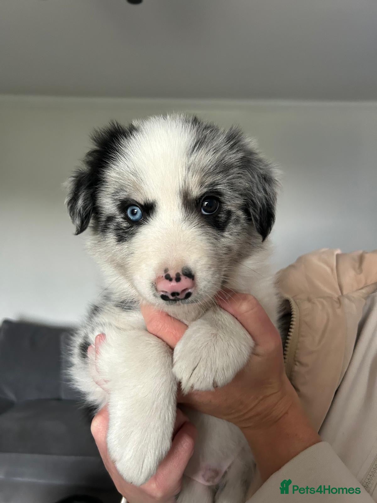 Border Collie dogs Blue merle border collie puppies  - Advert 2