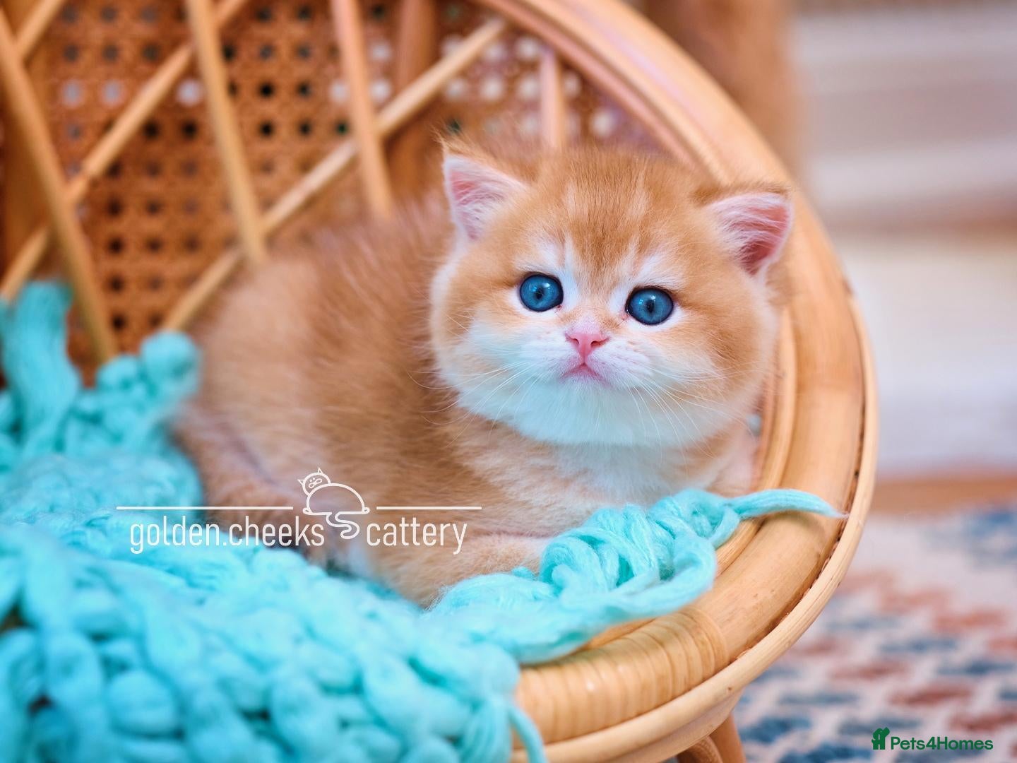 British Shorthair cats British Shorthairs - Raised with Love and Care ❤️ - Advert 4