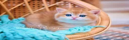 British Shorthair cats for sale: British Shorthairs - Raised with Love and Care ❤️ - Advert 5