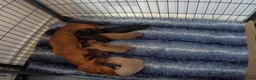 Miniature Dachshund dogs for sale: Beautiful miniature dachshund  in Swansea - Advert 8