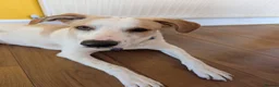 Mixed Breed dogs for adoption: 🌿 Meet Milo – Your Next Adventure Buddy! 🐾 - Advert 6