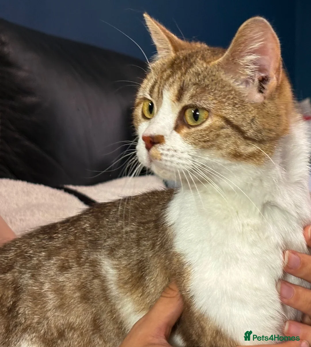 British Shorthair cats for sale: British short hair X Scottish fold  in Lincoln - Advert 2