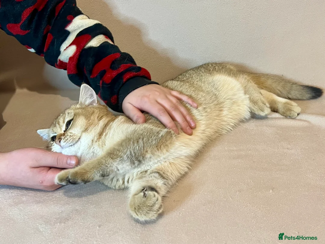 British Shorthair cats for sale: 🐾 Purebred BSH Golden kitten 🐾  - Advert 21