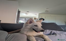 German Shepherd dogs for sale: ACE AND LUNA - Image 9