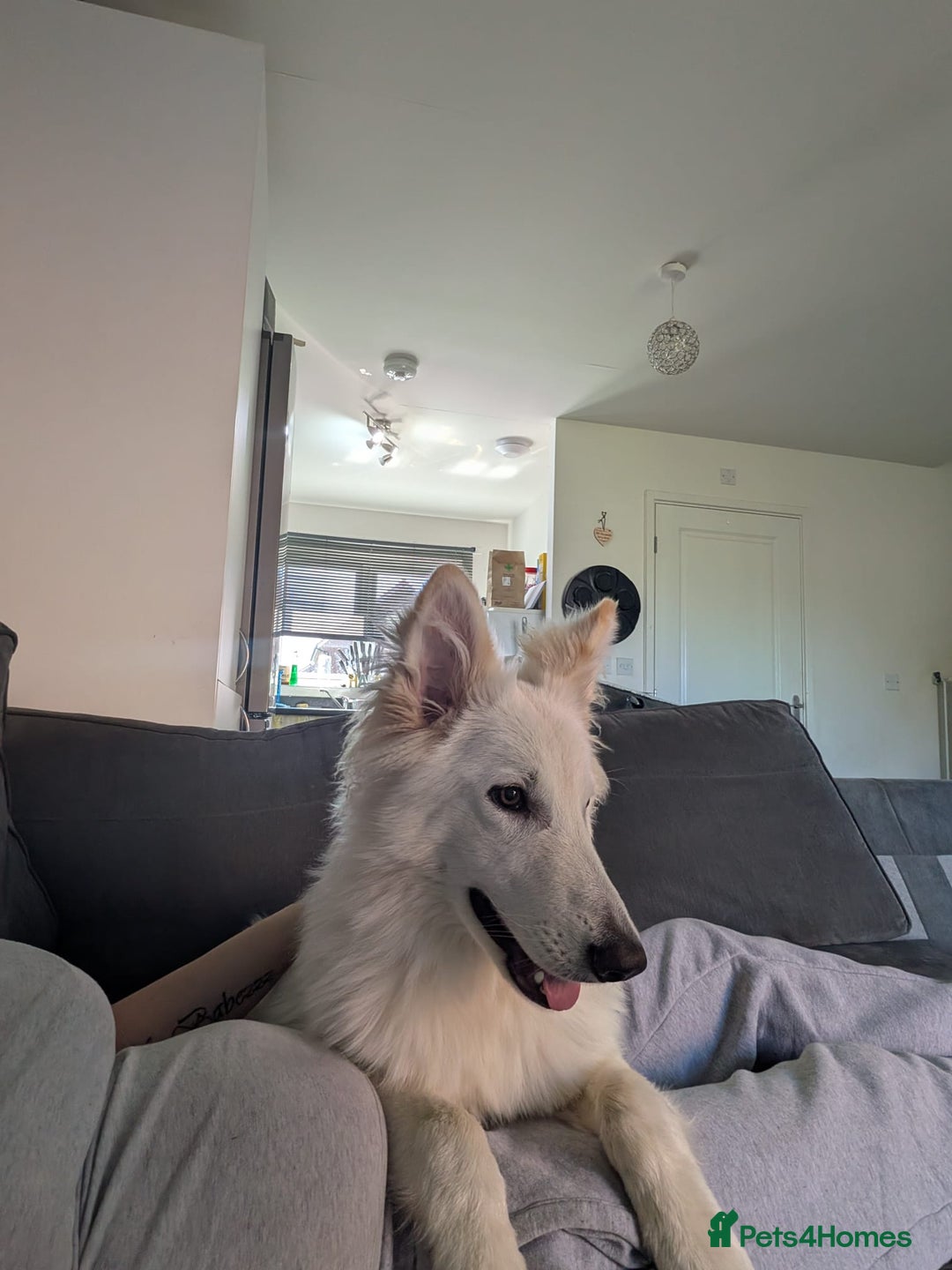 German Shepherd dogs for sale: ACE AND LUNA - Image 9