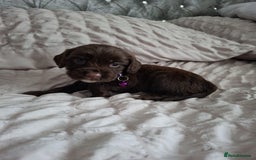 Cocker Spaniel dogs for sale: Stunning cocker spaniels for sale - Image 25